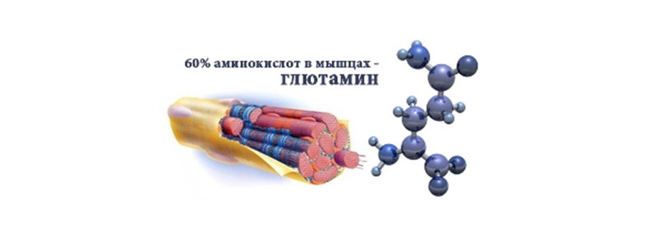 Что такое глютамин и с чем его едят?