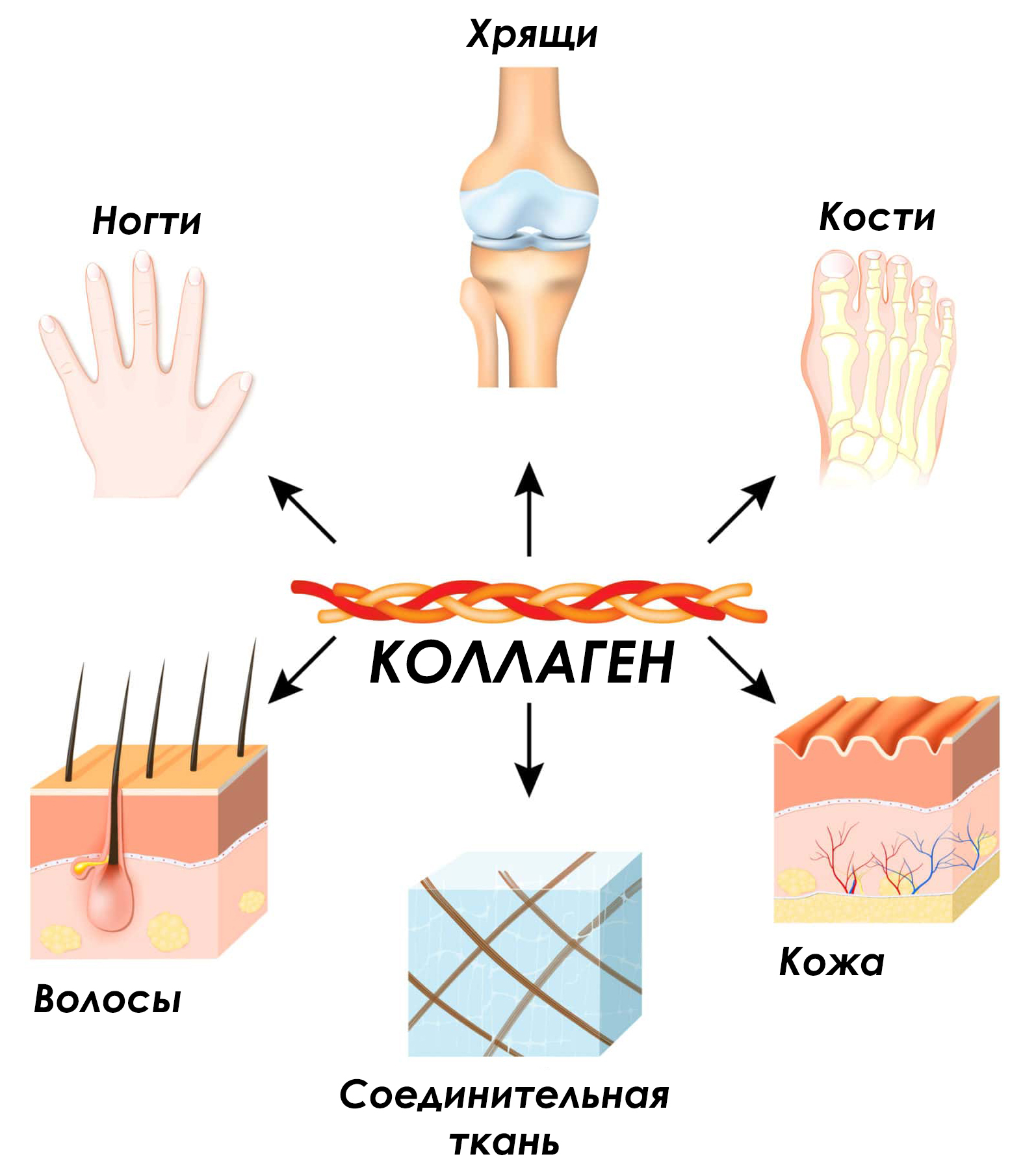 Для чего нужен организму?
